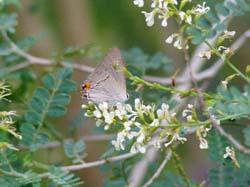 Texas Kidneywood - Gray Hairstreak