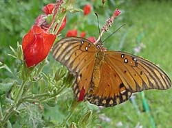 Turk's Cap-Gulf Fritillary