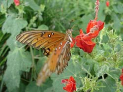 Turk's Cap-Gulf Fritillary