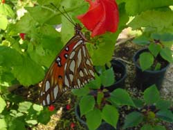 Turk's Cap-Gulf Fritillary