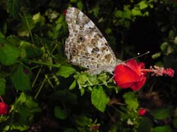 Painted Lady on Turk's Cap