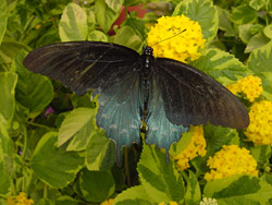 Variegated Lantana