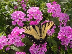 Tiger Swallowtail on Verbena