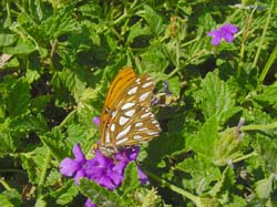 Verbena-Gulf Fritillary