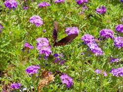 Pipevine Swallowtail on Verbena