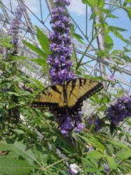 Tiger Swallowtail on Vitex