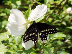 Black Swallowtail on White Althea