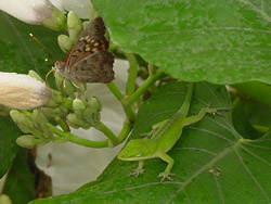 White Bush Morning Glory-Painted Lady