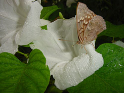 Painted Lady on White Bush Morning Glory