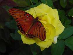 Yellow Rose-Gulf Fritillary