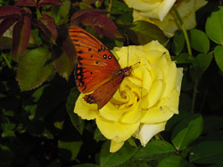 Yellow Rose-Gulf Fritillary