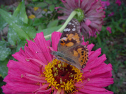 Painted Lady on Zinnia