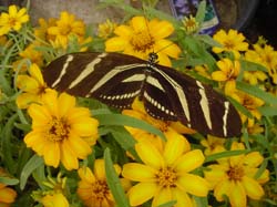 Zinnia- Zebra Longwing