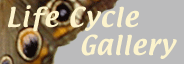 Life Cycle Gallery