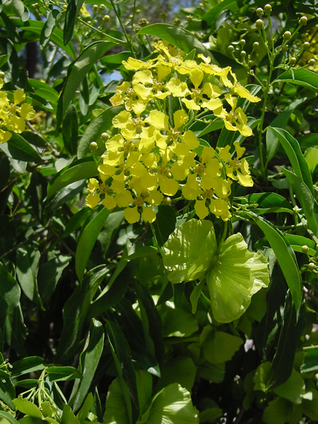 Bella Mariposa - Butterfly vine - Indigo - gold butterflies