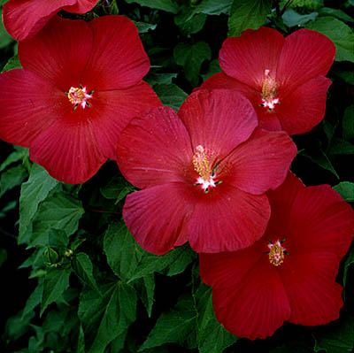 Picture of 'Flare' Perennial Hibiscus