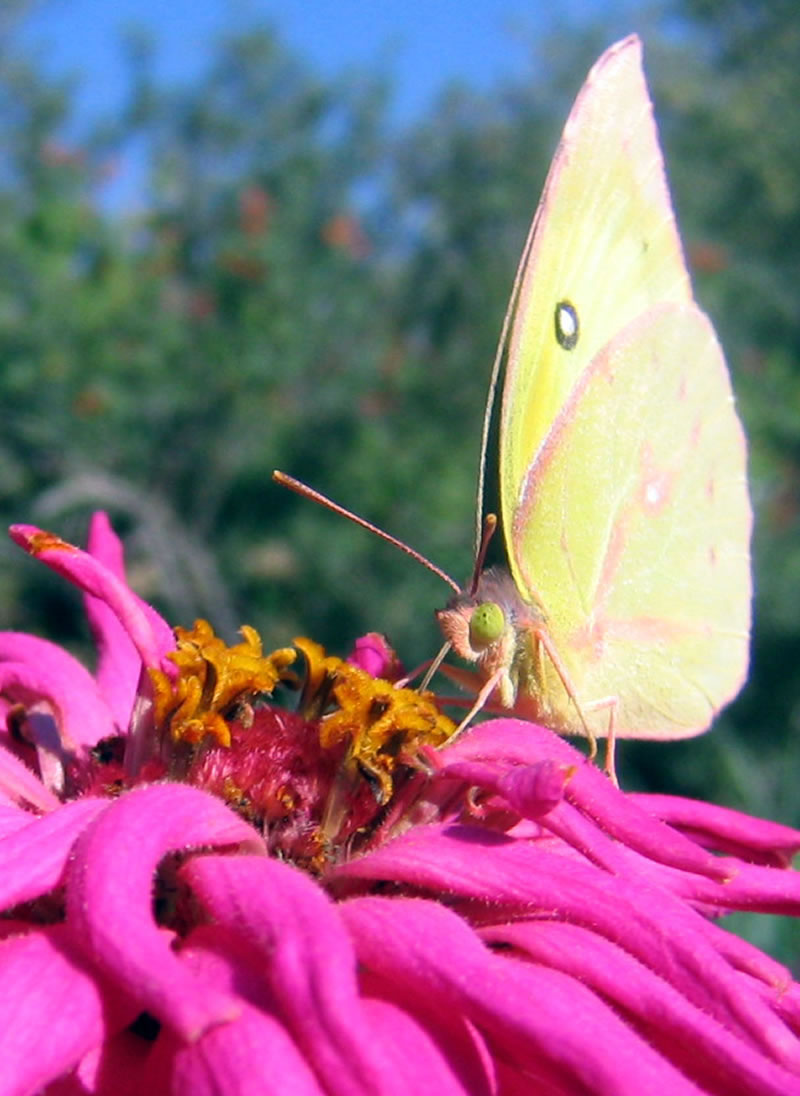 Assorted Wildflower and Critter Photos submitted by Nicole Zinn of ...