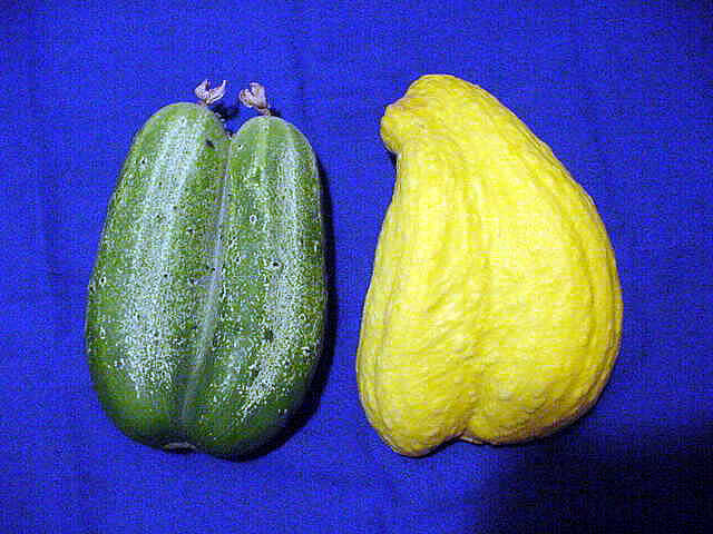 Resulta ng larawan para sa Unusual twin-Zucchini