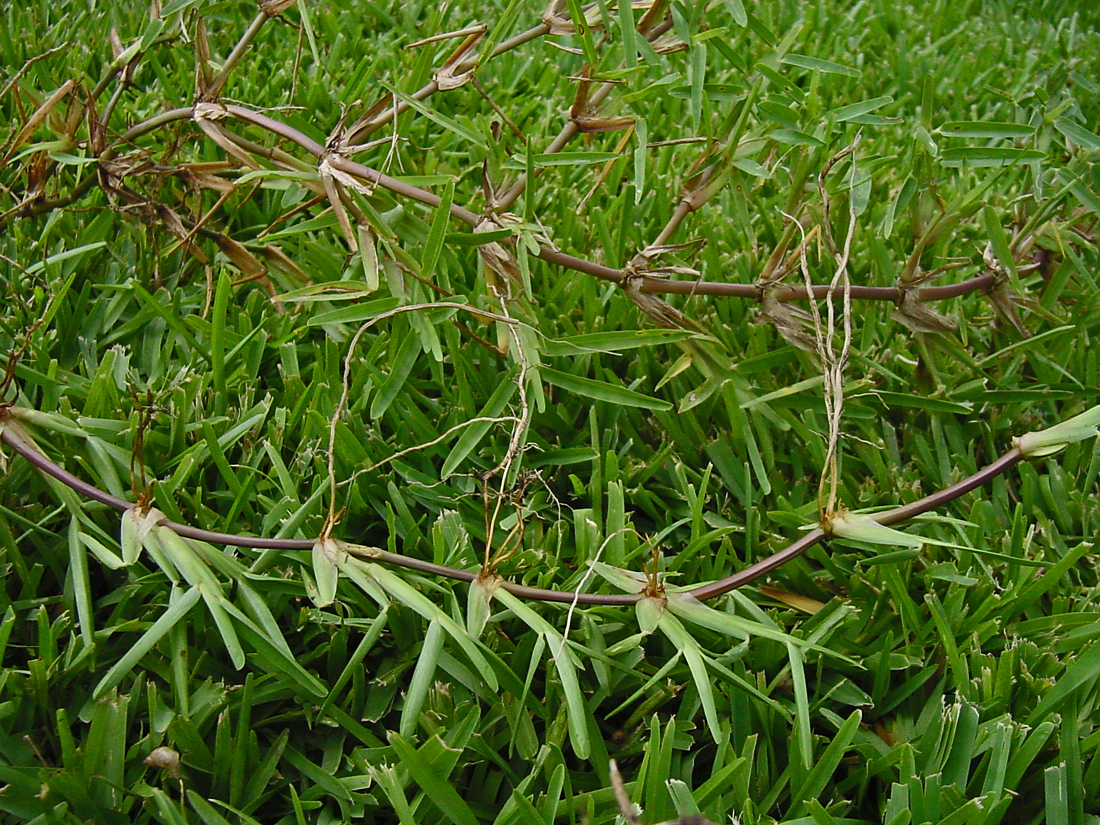 Runner sales in grass