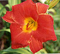 photo of daylily variety Hunter's Torch