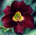 photo of daylily variety Midnight Magic