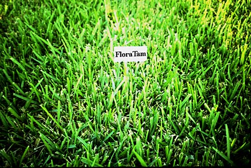 Plantanswers Plant Answers Floratam St Augustine Grass The Best Grass For South And South Central Texas
