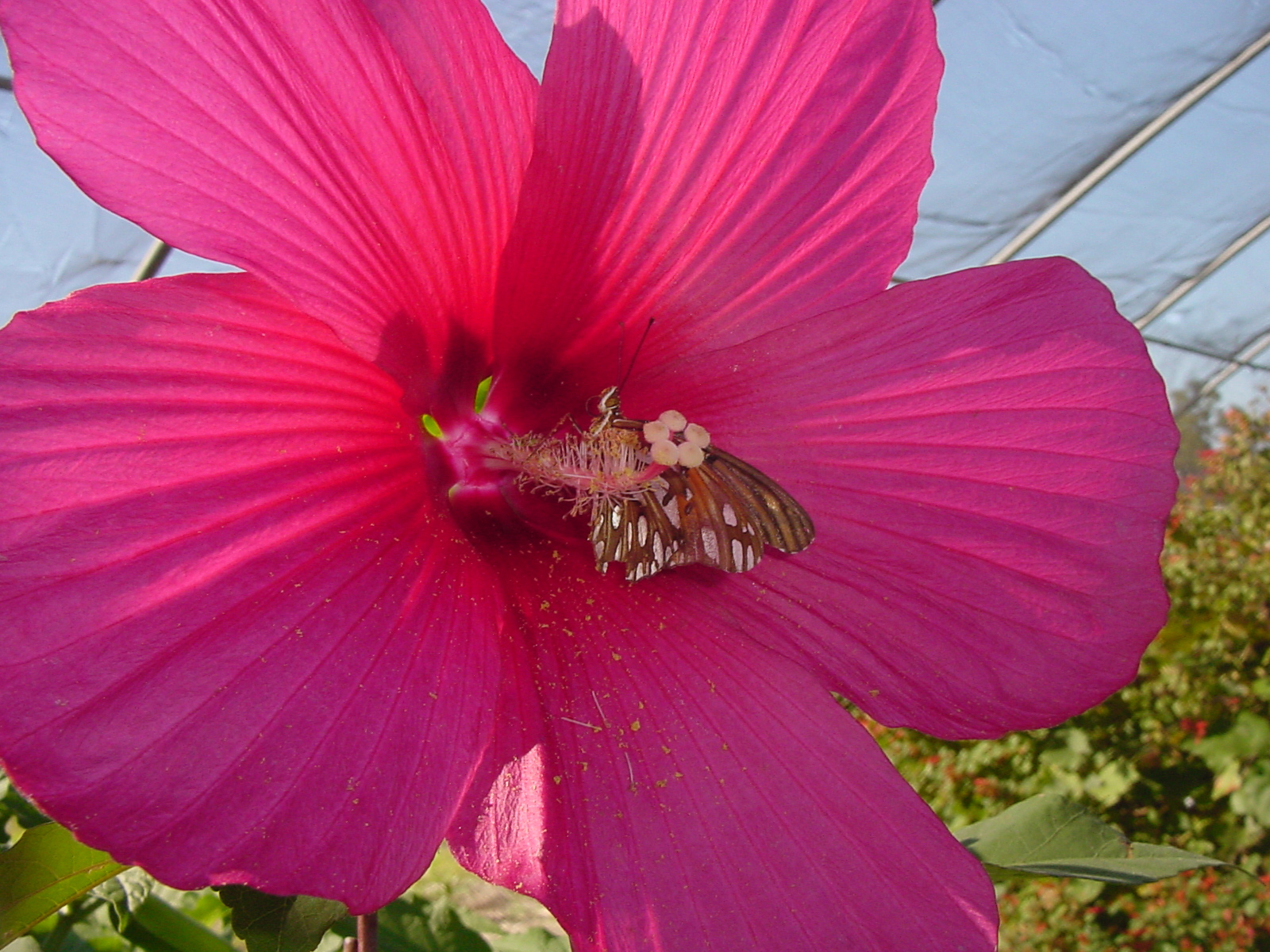 Moy Grande Hibiscus with Gulf Fritillary butterfly Moy Grande Hibiscus with Gulf Fritillary butterfly
