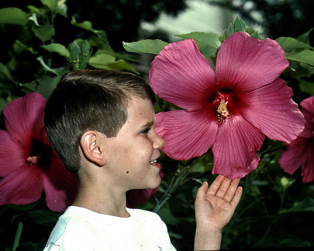 Young Jeremy Parsons with Moy Grande Hibiscus