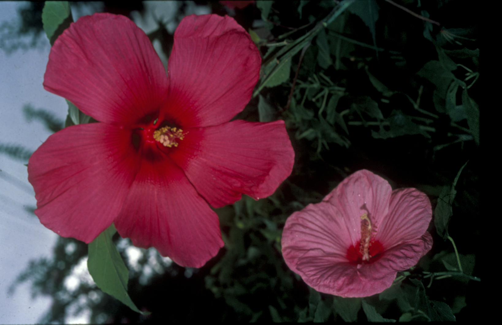 12-14 inch Moy Grande Hibiscus compared to regular 8-10 inch Hibiscus 12-14 inch Moy Grande Hibiscus compared to regular 8-10 inch Hibiscus