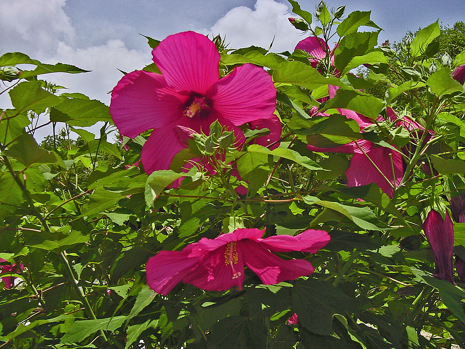 Moy Grande Hibiscus Moy Grande Hibiscus