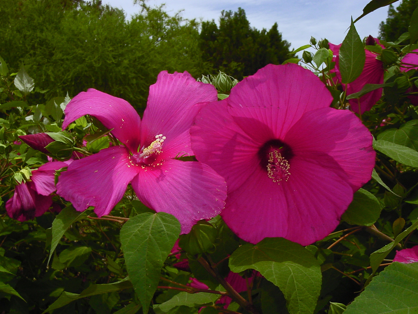 Moy Grande Hibiscus compared to Mucho Mas Moy Grande Hibiscus Moy Grande Hibiscus compared to Mucho Mas Moy Grande Hibiscus