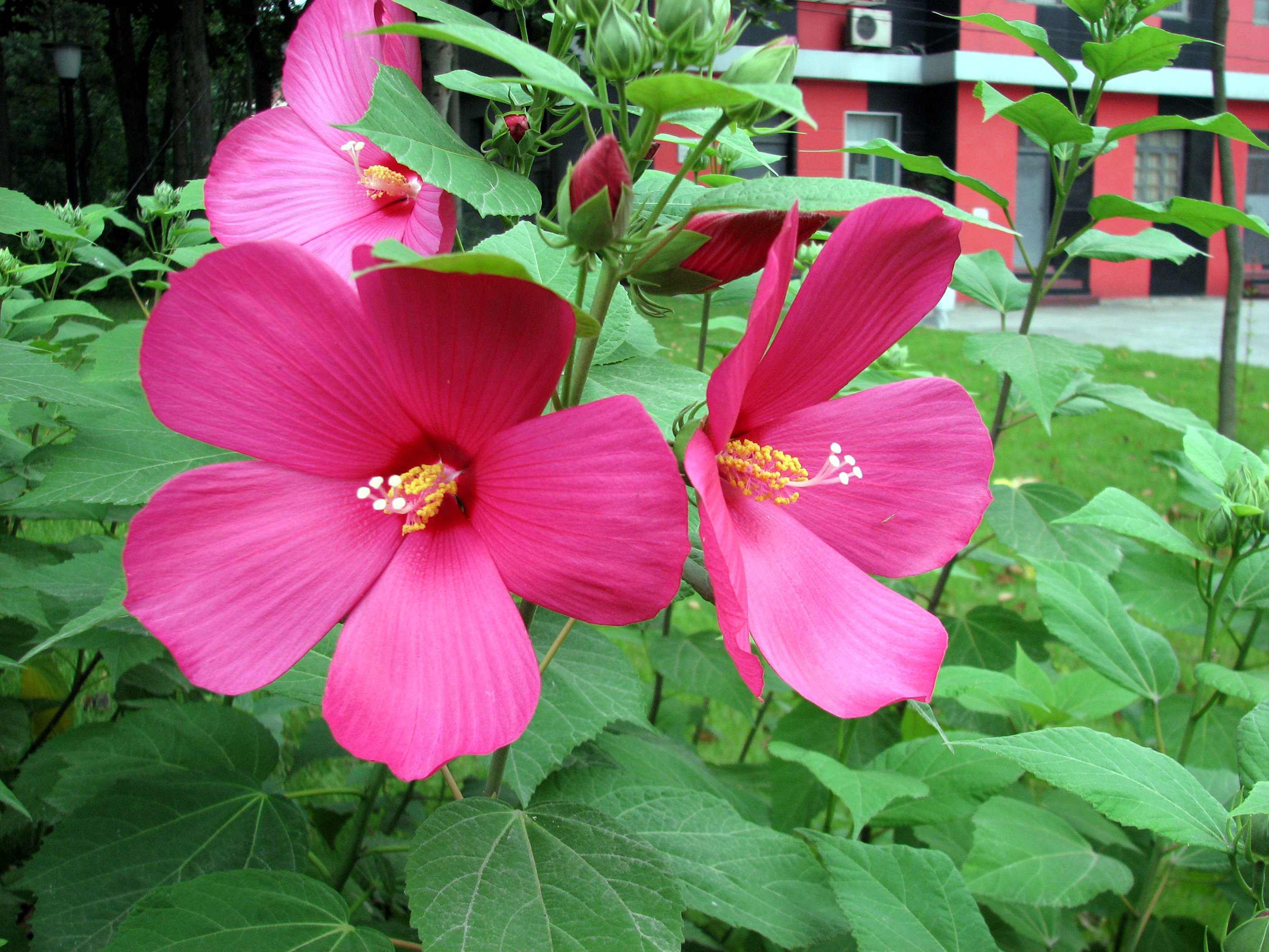 Hibiscus Moy Grande at Nanjing Forestry University