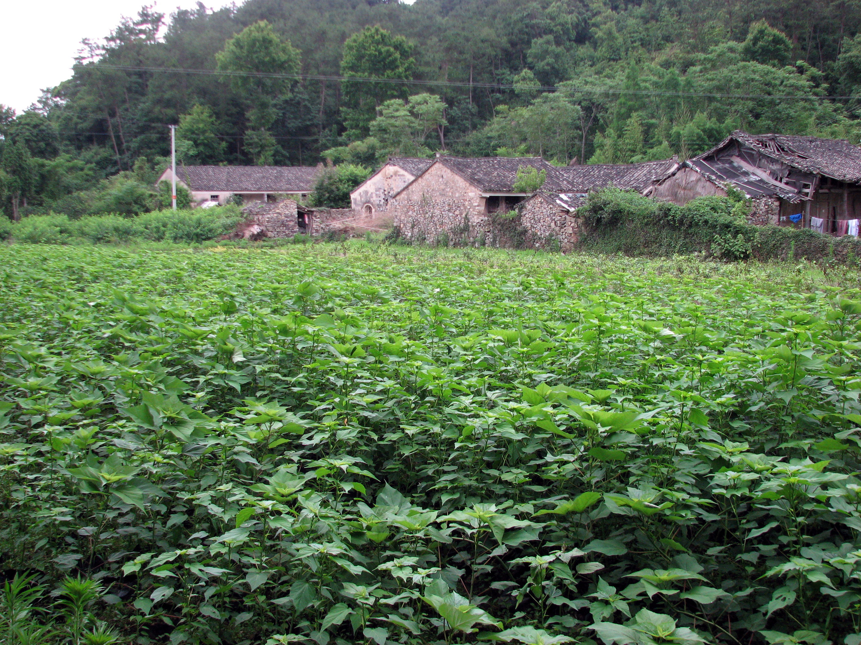 Hibiscus Moy Grande near Lin Hai China June 09, 2007 Hibiscus Moy Grande near Lin Hai China June 09, 2007