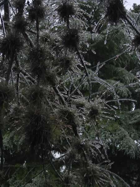 Bald Moss with Deodar Cedar in background