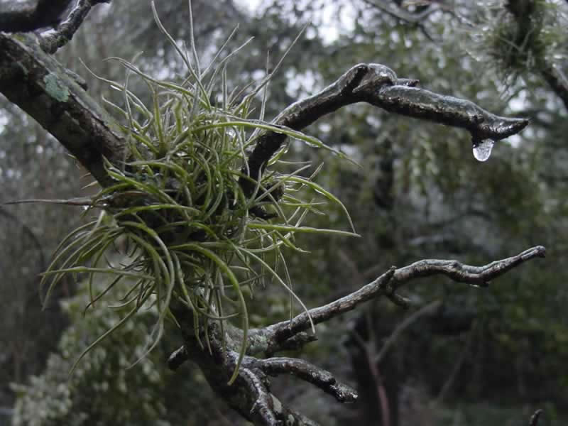 Ballmoss on Pear branch