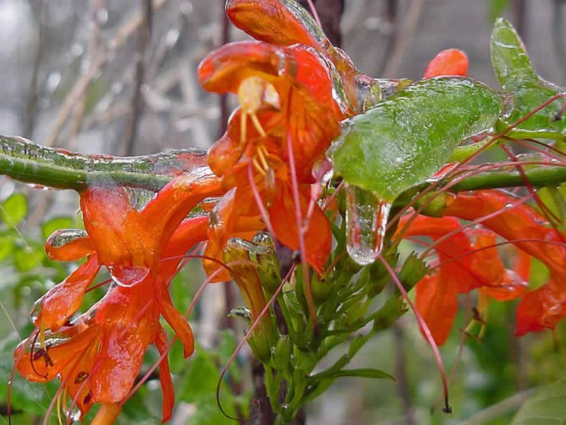 Cape Honeysuckle wiht ice by John Faris