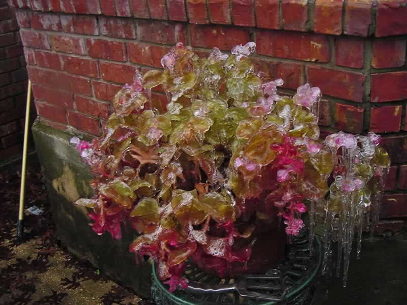 Iced Begonia