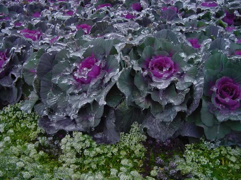 Iced Ornamental Red Kale with Sweet Alyssum in foreground