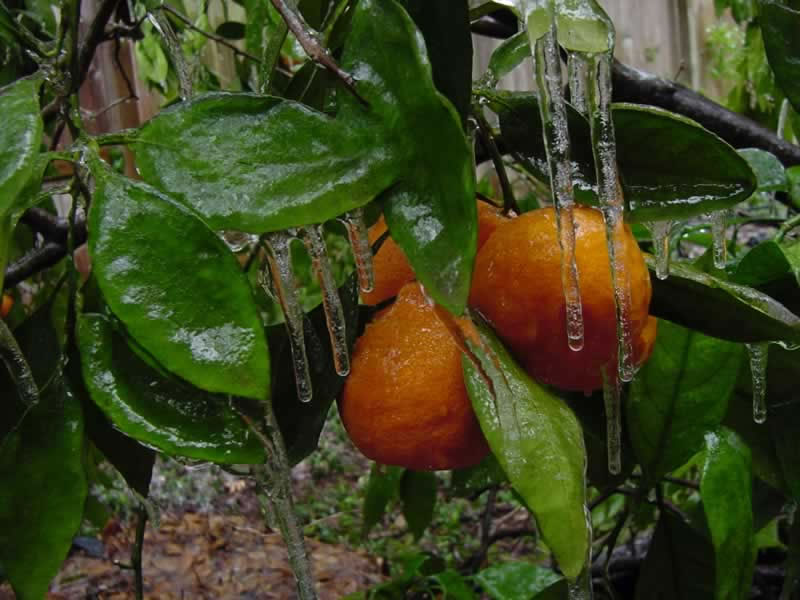 Iced Satsuma Fruit