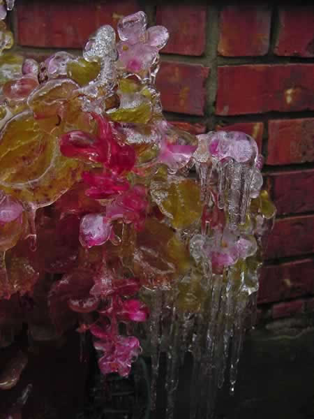 Iced Begonia