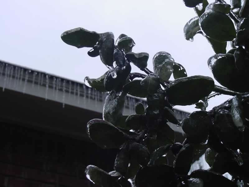 Live Oak leaf with ice