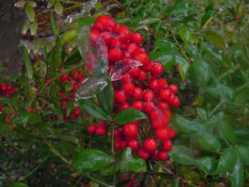 Nandina ice leaf