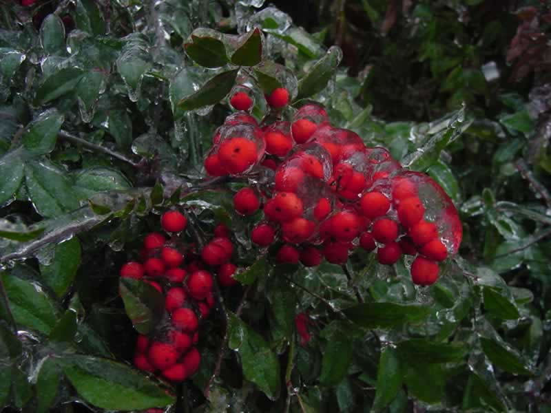Nandina berries with ice