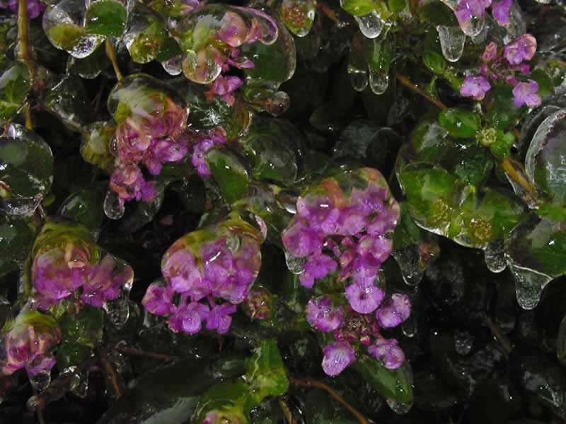 Salvia Weeping Lavender in ice