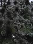Bald Moss with Deodar Cedar in background (54kb)