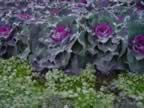 Close-Up of Ornamental Red Kale with Sweet Alyssum in front (122kb)