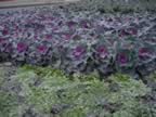 Entrance planting of Ornamental Red Kale with Sweet Alyssum (116kb)