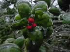 Holly Berries in ice (56kb)