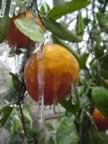 Ice cold Satsuma fruit (38kb)