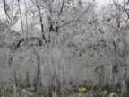 Ice storm 07 by John Faris (157kb)